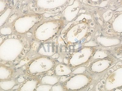 IL9 Antibody - DF2532 at 1/100 staining human normal kidney tissue by IHC-P.