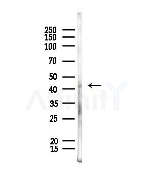 JAML1 Antibody - Western blot analysis of lysates from Rat liver, using JAML1 Antibody at 1/1000 dilution.