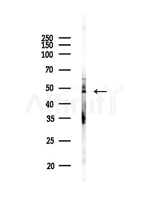 PAK1IP1 Antibody - Western blot analysis of lysates from RAW264.