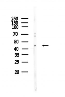 TUBD1 Antibody - Western blot analysis of lysates from Hela cells, using TUBD1 Antibody at 1/1000 dilution.