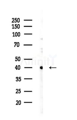 TUBD1 Antibody - Western blot analysis of lysates from HepG2 cells(LPS,4h treatment), using TUBD1 Antibody at 1/1000 dilution.
