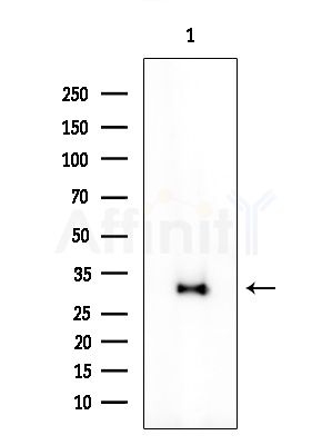TINP1 Antibody - Western blot analysis of extracts from Rat testis, using TINP1 Antibody at 1/1000 dilution.