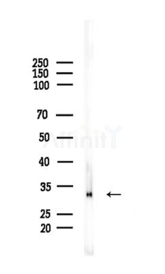 TINP1 Antibody - Western blot analysis of lysates from Rat testis, using TINP1 Antibody at 1/1000 dilution.