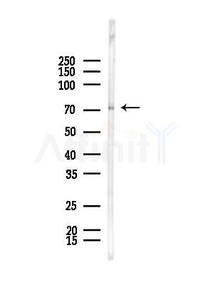 CNNM1 Antibody - Western blot analysis of lysates from Rat brain, using CNNM1 Antibody at 1/1000 dilution.