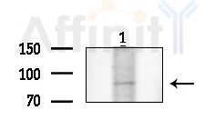 STRN1/3 Antibody - Western blot analysis of extracts from COLO205 cells, using STRN1/3 Antibody at 1/1000 dilution.