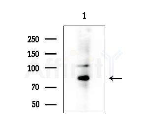 STRN1/3 Antibody - Western blot analysis of extracts from HepG2 cells(lps 4h treatment), using STRN1/3 Antibody at 1/1000 dilution.