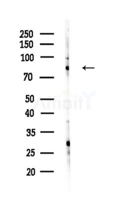 STRN1/3 Antibody - Western blot analysis of lysates from HepG2 cells(LPS,4h treatment), using STRN1/3 Antibody at 1/1000 dilution.
