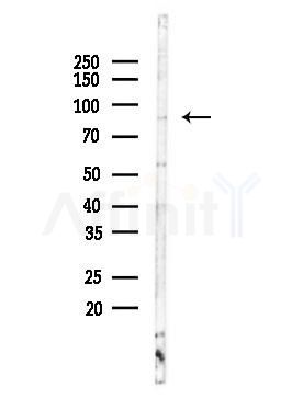 STRN1/3 Antibody - Western blot analysis of lysates from COLO205 cells, using STRN1/3 Antibody at 1/1000 dilution.