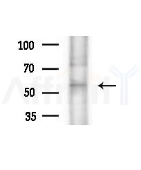 CREB3L3 Antibody - Western blot analysis of extracts from Mouse testis, using CREB3L3 Antibody at 1/1000 dilution.