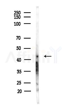 ALKBH5 Antibody - Western blot analysis of lysates from Mouse testis, using ALKBH5 Antibody at 1/1000 dilution.
