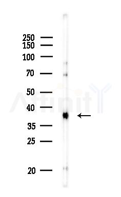 MUL1 Antibody - Western blot analysis of lysates from LoVo cells(heat-shock,45min treatment), using MUL1 Antibody at 1/1000 dilution.