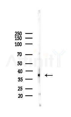 MUL1 Antibody - Western blot analysis of lysates from Mouse brain, using MUL1 Antibody at 1/1000 dilution.