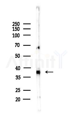 MUL1 Antibody - Western blot analysis of lysates from Hela cells(LPS,4h treatment), using MUL1 Antibody at 1/1000 dilution.