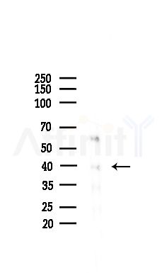 CANT1 Antibody - Western blot analysis of lysates from Mouse brain, using CANT1 Antibody at 1/1000 dilution.