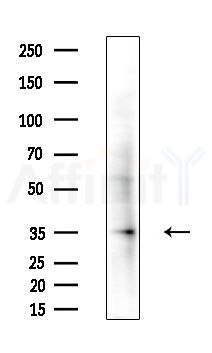 KLF12 Antibody - Western blot analysis of extracts from MCF7 cells(heat-shock,45min treatment), using KLF12 Antibody at 1/1000 dilution.