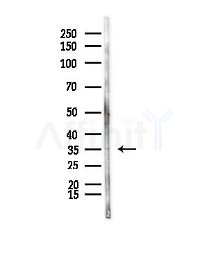 KLF14 Antibody - Western blot analysis of lysates from Mouse lung, using KLF14 Antibody at 1/1000 dilution.