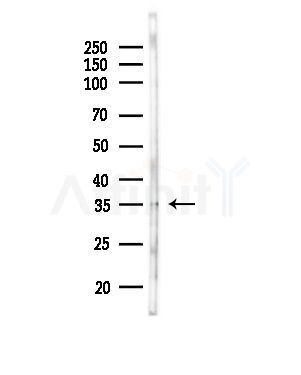 KLF14 Antibody - Western blot analysis of lysates from RAW264.