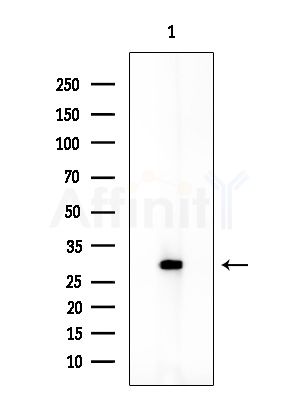 NDFIP2 Antibody - Western blot analysis of extracts from COLO205 cells, using NDFIP2 Antibody at 1/1000 dilution.