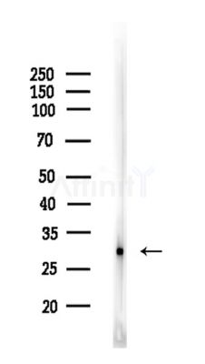 NDFIP2 Antibody - Western blot analysis of lysates from COLO205 cells, using NDFIP2 Antibody at 1/1000 dilution.