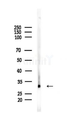 NDFIP2 Antibody - Western blot analysis of lysates from Rat testis, using NDFIP2 Antibody at 1/1000 dilution.