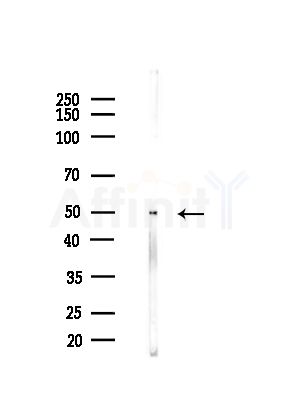SLC35B2 Antibody - Western blot analysis of lysates from B16(LPS, 4h treatment), using SLC35B2 Antibody at 1/1000 dilution.