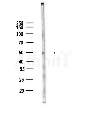 ORC5 Antibody - Western blot analysis of lysates from Mouse liver, using ORC5 Antibody at 1/1000 dilution.