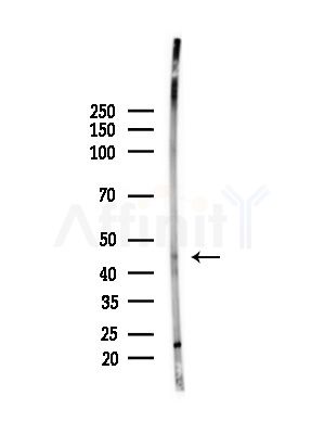 POU3F2 Antibody - Western blot analysis of lysates from Mouse brain, using POU3F2 Antibody at 1/1000 dilution.