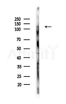 PIK3CD Antibody - Western blot analysis of lysates from RAW264.