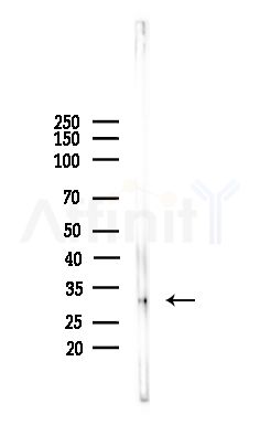 ING2 Antibody - Western blot analysis of lysates from Mouse brain, using ING2 Antibody at 1/1000 dilution.