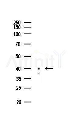 CSNK2A2 Antibody - Western blot analysis of lysates from LoVo cells(heat-shock,45min treatment), using CSNK2A2 Antibody at 1/1000 dilution.