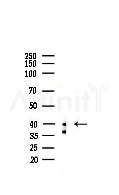CSNK2A2 Antibody - Western blot analysis of lysates from Mouse brain, using CSNK2A2 Antibody at 1/1000 dilution.