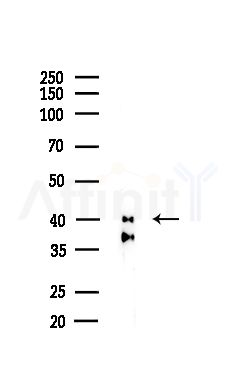 CSNK2A2 Antibody - Western blot analysis of lysates from Hela cells(LPS,4h treatment), using CSNK2A2 Antibody at 1/1000 dilution.