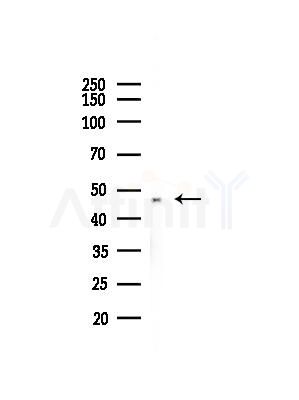 STK17A Antibody - Western blot analysis of lysates from B16F10-LUC cells(heat-shock,45min treatment), using STK17A Antibody at 1/1000 dilution.