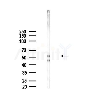 DYRK4 Antibody - Western blot analysis of lysates from Mouse brain, using DYRK4 Antibody at 1/1000 dilution.