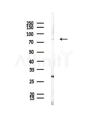 PRKCH Antibody - Western blot analysis of lysates from Rat brain, using PRKCH Antibody at 1/1000 dilution.