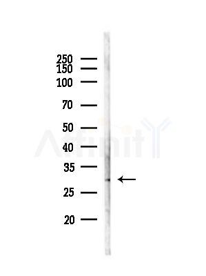 TSSK3 Antibody - Western blot analysis of lysates from Mouse testis, using TSSK3 Antibody at 1/1000 dilution.