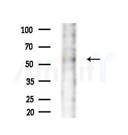 HTR3E Antibody - Western blot analysis of extracts from B16F10-LUC cells(starvation,24h treatment), using HTR3E Antibody at 1/1000 dilution.