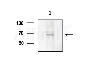 GPR133 Antibody - Western blot analysis of extracts from COLO205 cells, using GPR133 Antibody at 1/1000 dilution.