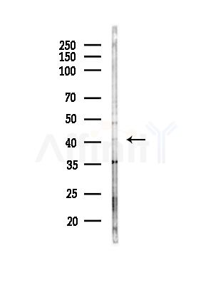 GPR4 Antibody - Western blot analysis of lysates from Mouse brain, using GPR4 Antibody at 1/1000 dilution.