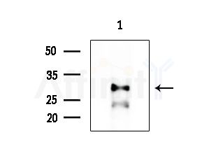 GPR43 Antibody - Western blot analysis of extracts from EC304 cells, using GPR43 Antibody at 1/1000 dilution.