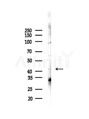 GPR45 Antibody - Western blot analysis of lysates from COLO205 cells(heat-shock,45min treatment), using GPR45 Antibody at 1/1000 dilution.