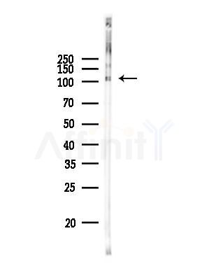 GPR48 Antibody - Western blot analysis of lysates from Rat testis, using GPR48 Antibody at 1/1000 dilution.