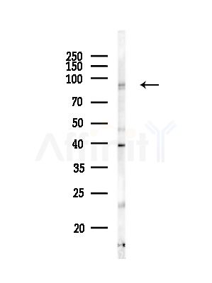 GPR56 Antibody - Western blot analysis of lysates from RAW264.