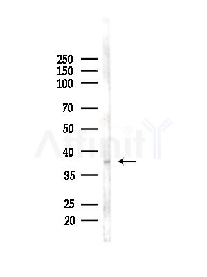 GPR7 Antibody - Western blot analysis of lysates from Mouse brain, using GPR7 Antibody at 1/1000 dilution.