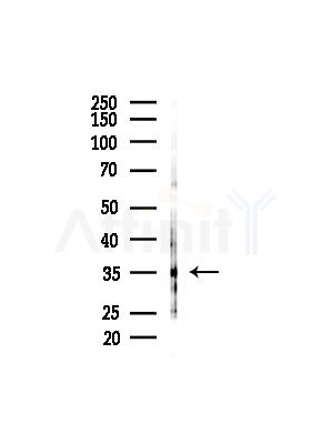 GPR7 Antibody - Western blot analysis of lysates from Rat testis, using GPR7 Antibody at 1/1000 dilution.