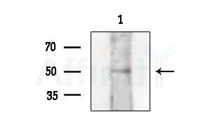 GPR75 Antibody - Western blot analysis of extracts from HUVEC cells, using GPR75 Antibody at 1/1000 dilution.