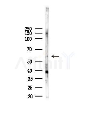 GPR75 Antibody - Western blot analysis of lysates from HUVEC cells, using GPR75 Antibody at 1/1000 dilution.