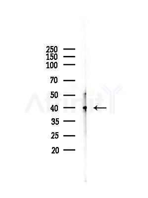 GPR8 Antibody - Western blot analysis of lysates from Hela cells(heat-shock,45min treatment), using GPR8 Antibody at 1/1000 dilution.