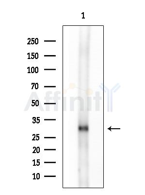 EBI2 Antibody - Western blot analysis of extracts from HepG2 cells, using EBI2 Antibody at 1/1000 dilution.