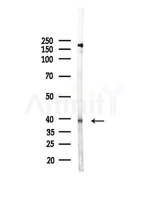 EBI2 Antibody - Western blot analysis of lysates from HepG2 cells, using EBI2 Antibody at 1/1000 dilution.